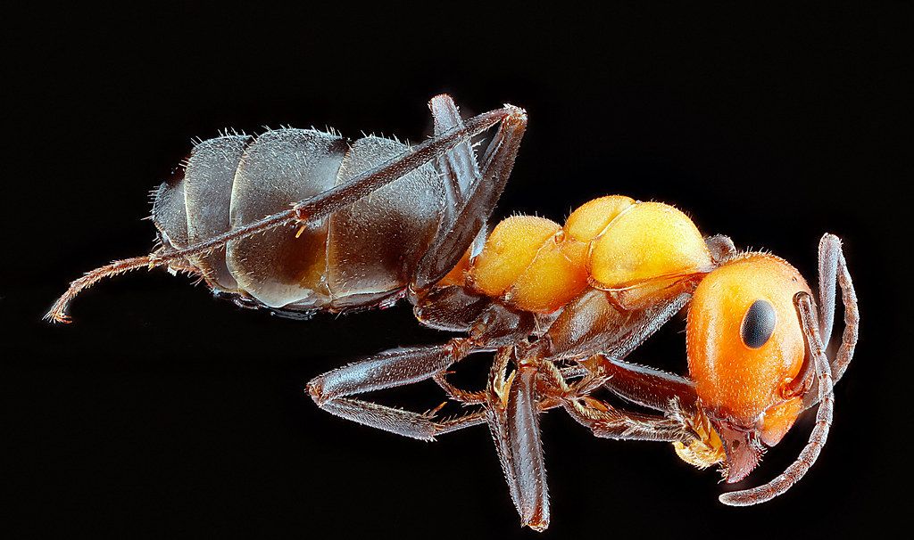 Ant Control service in San Tan Valley, AZ