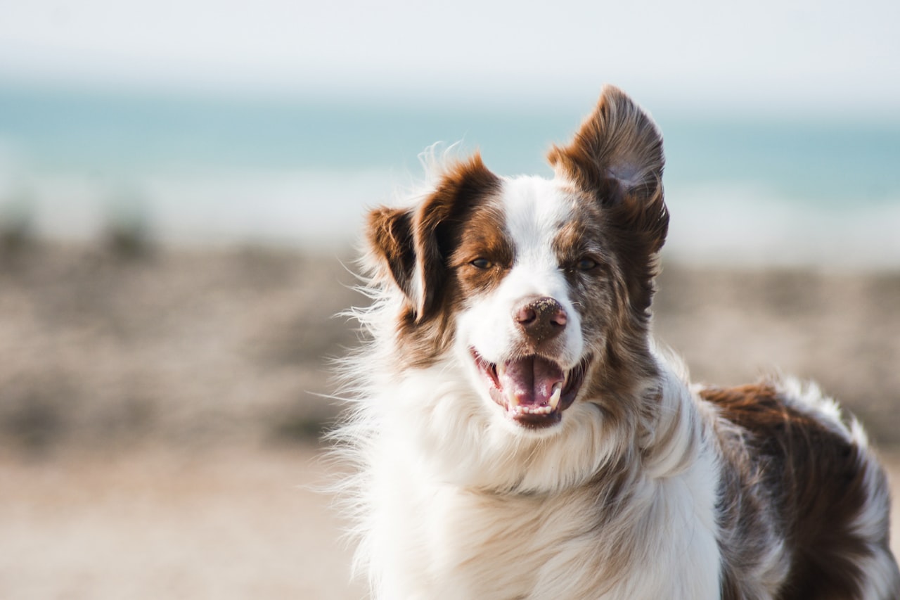 Flea & Tick Control service in San Tan Valley, AZ
