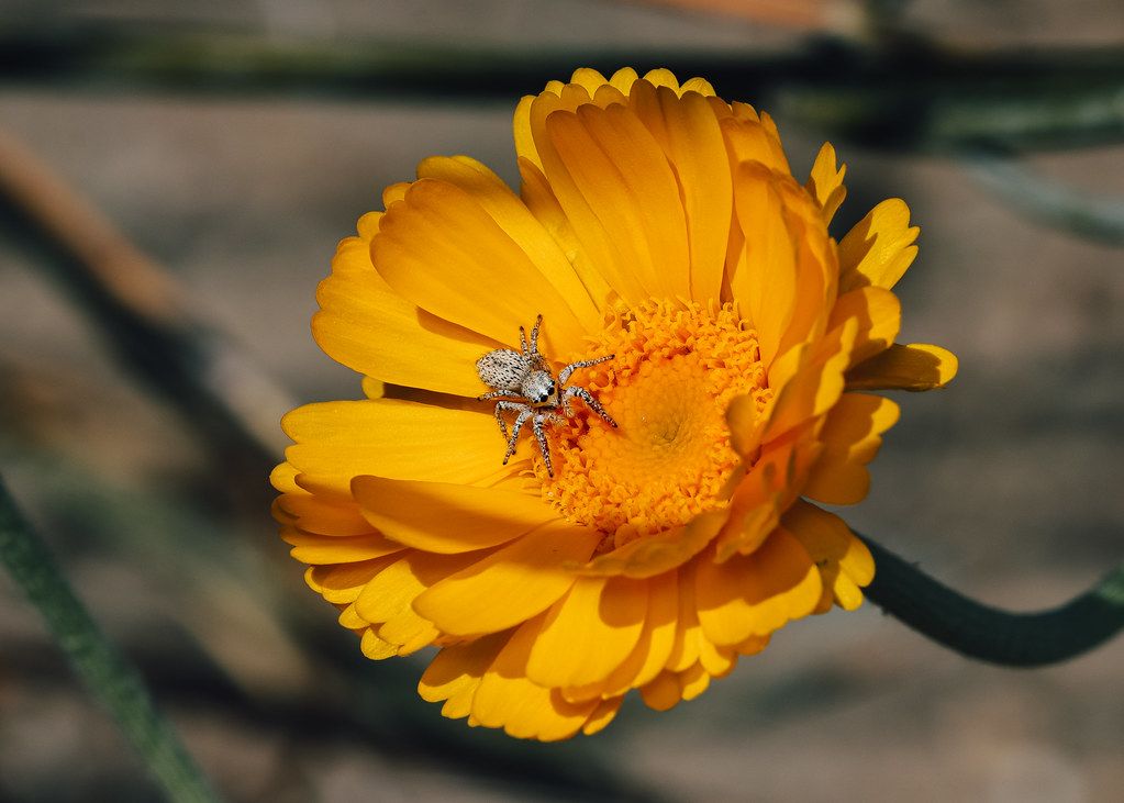 Spider Control service in San Tan Valley, AZ